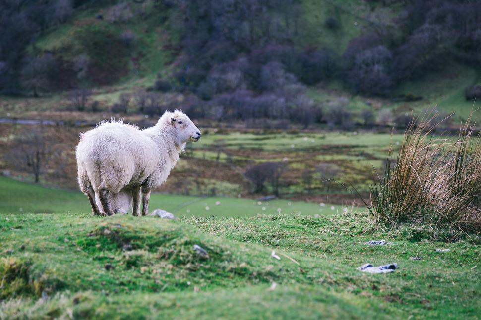 Free Image of Sheep on Grass  