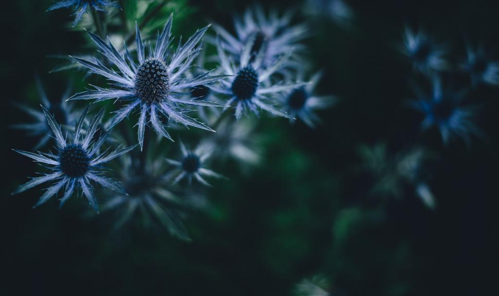 Free Image of Blue Flowers on dark background  