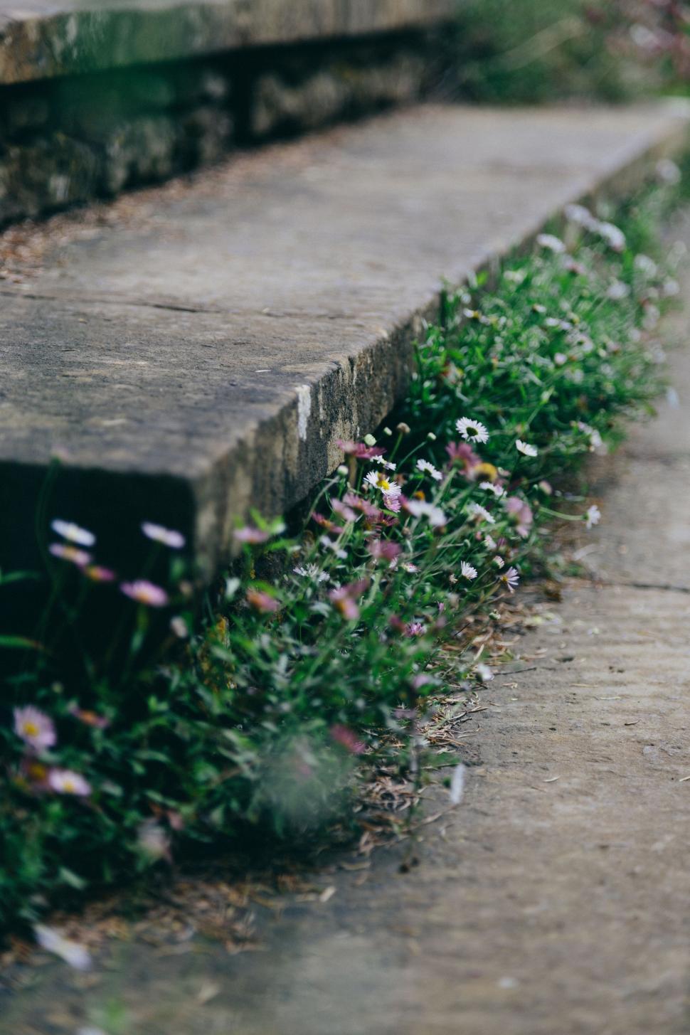 Free Image of Grass and Flowers on Concrete Stairs 