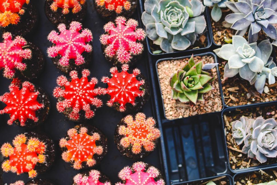 Free Image of Multi-Colored Succulent plants 