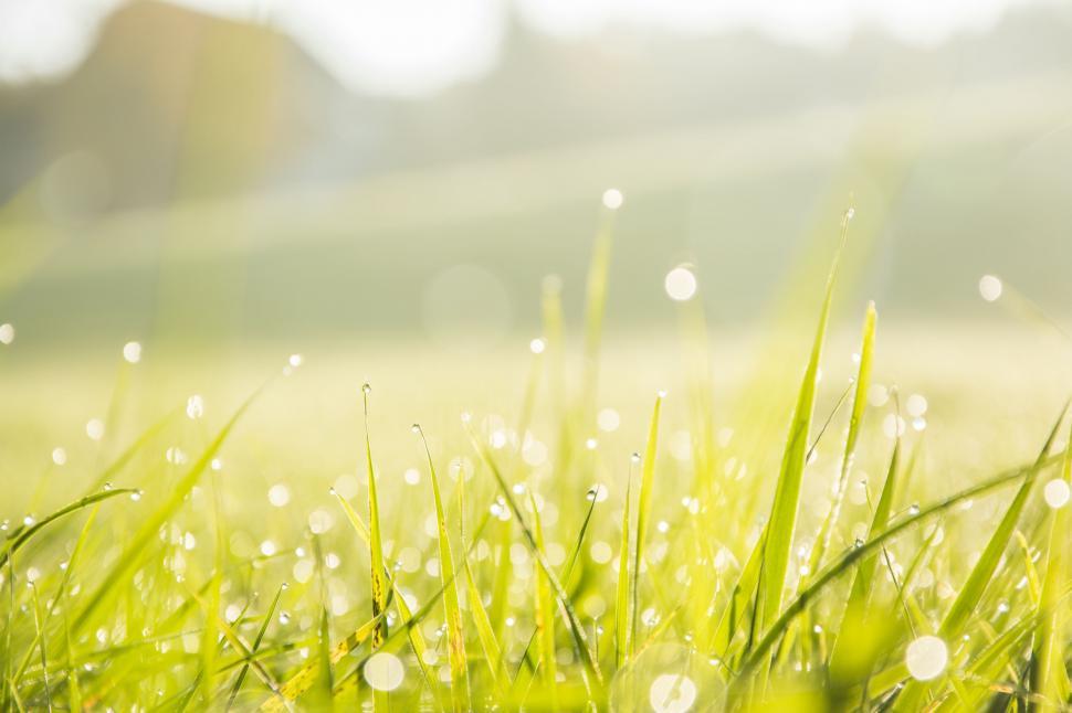 Free Image of Raindrops and Grass  