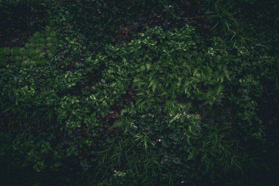 Free Image of Green Plants in Forest  