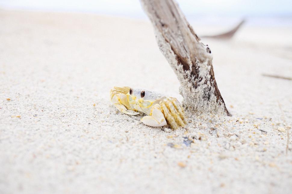 Free Image of Crab on Sand  