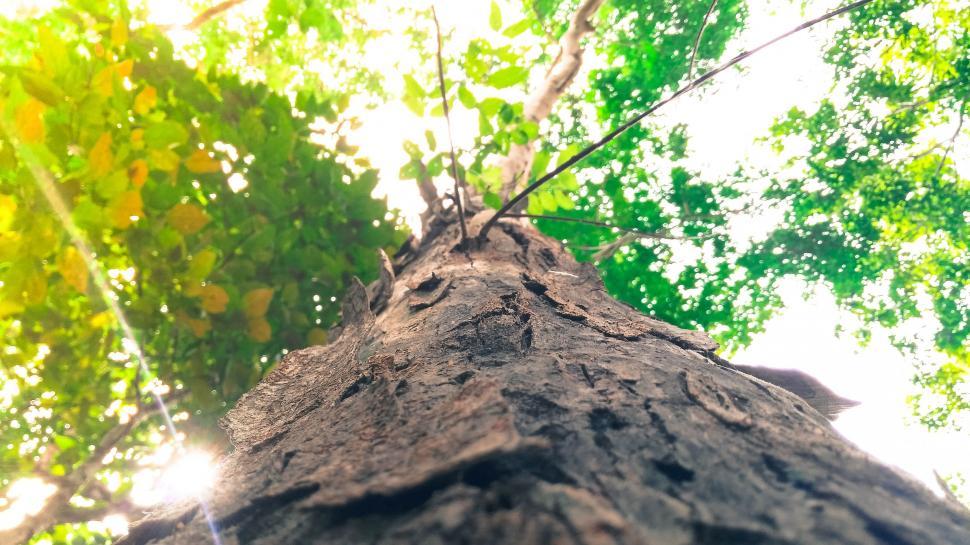 Free Image of Tree from Below  