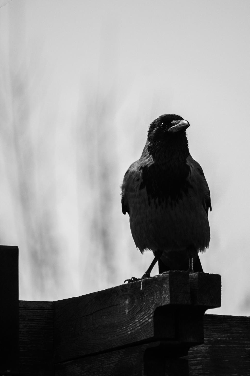 Free Image of Single Crow  