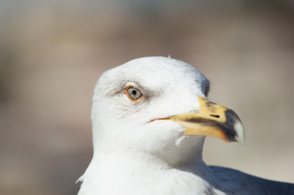 Free Image of White seagull 