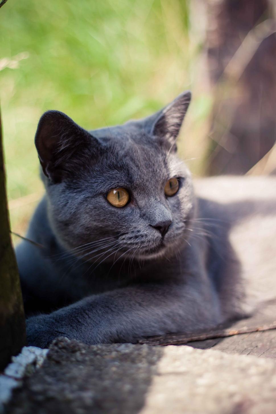 Free Image of Black Cat with yellow eyes  