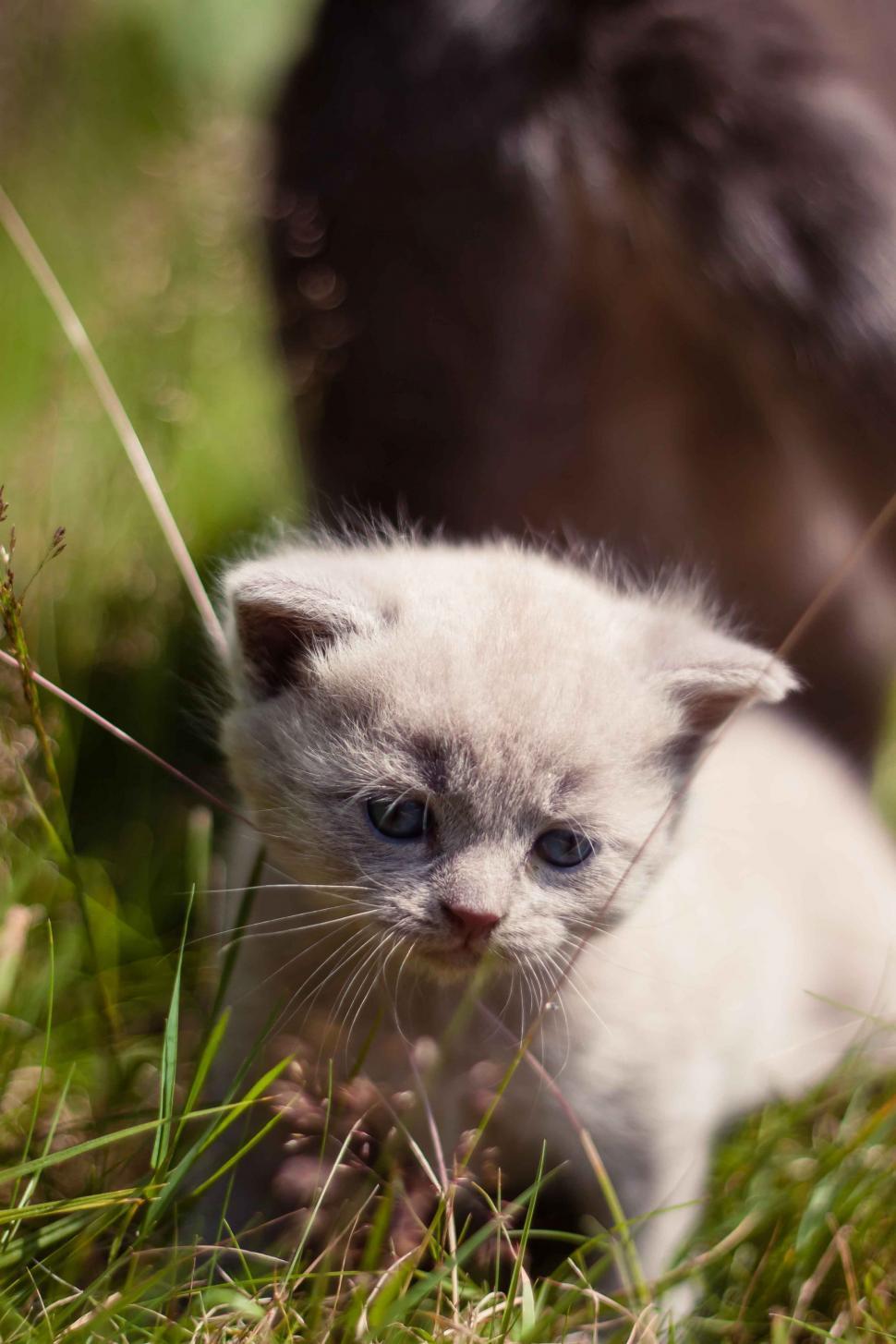 Free Image of White Kitten  