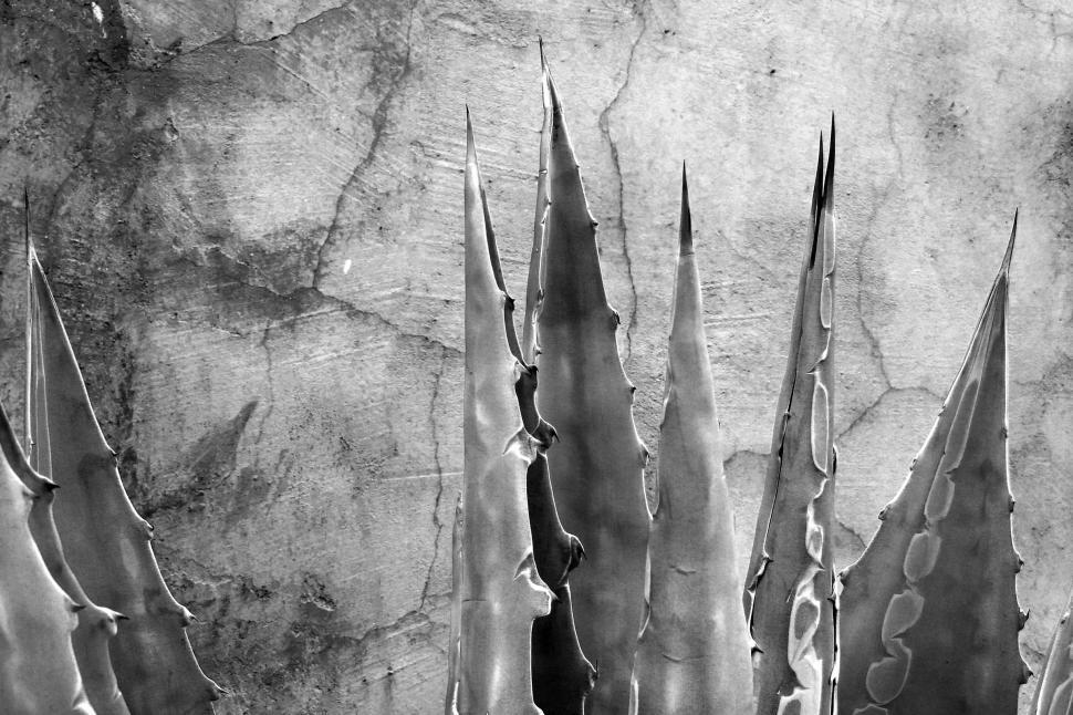 Free Image of Black and white of agave leaves 