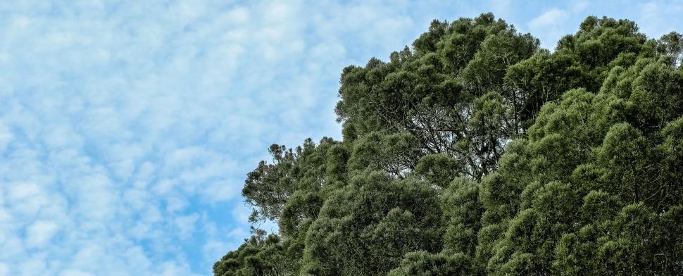 Free Image of Trees and Sky  
