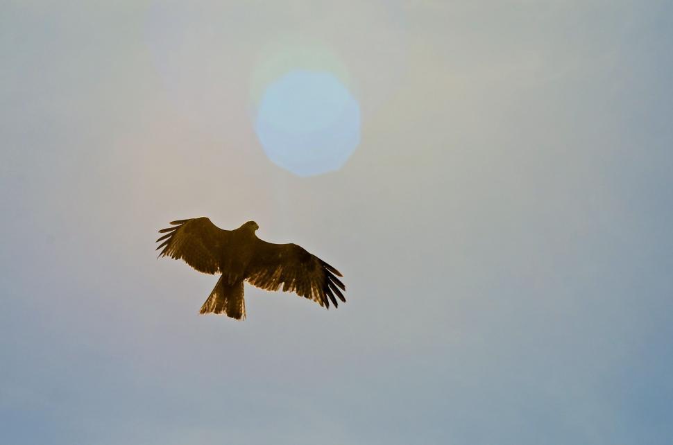 Free Image of Eagle and Sun  