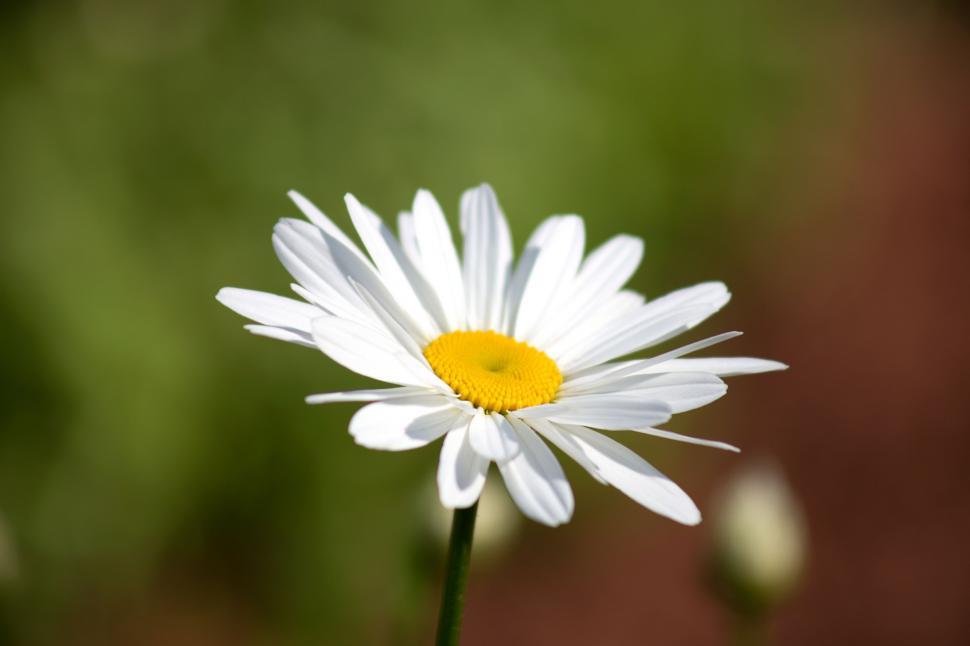 Free Image of Single White daisy flower 