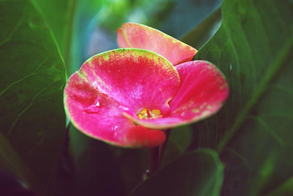 Free Image of Pink Flower and Green Leaves  