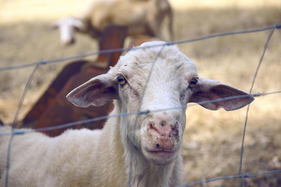 Free Image of White Goat looking at camera  