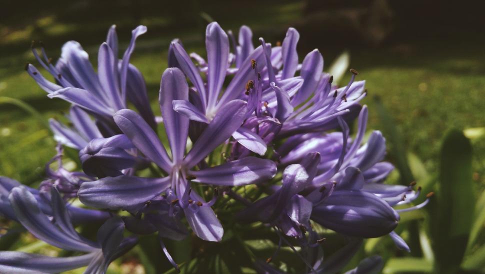 Free Image of Lavender Flowers 
