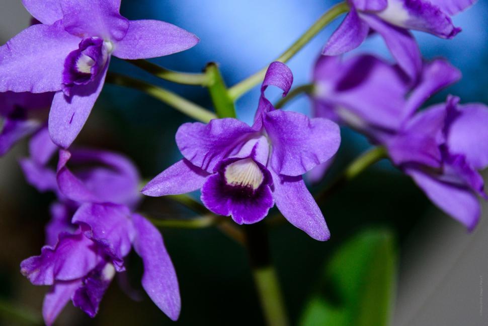 Free Image of Purple Flowers - Detailing  