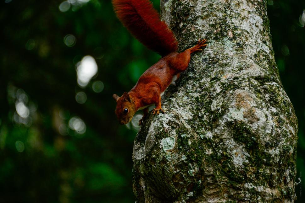Free Image of Red squirrel 