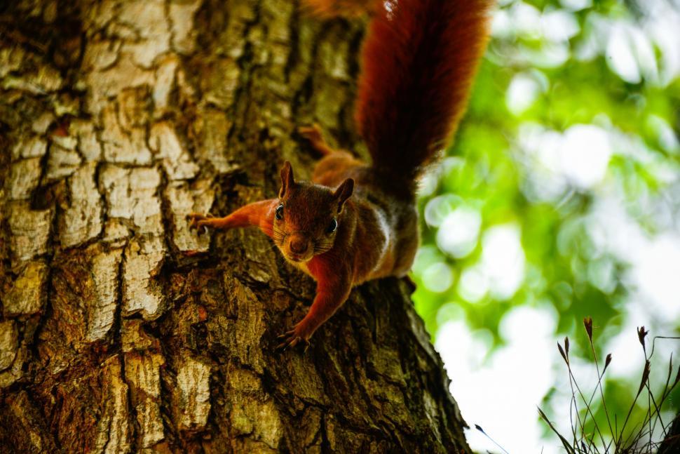 Free Image of Single Red squirrel 
