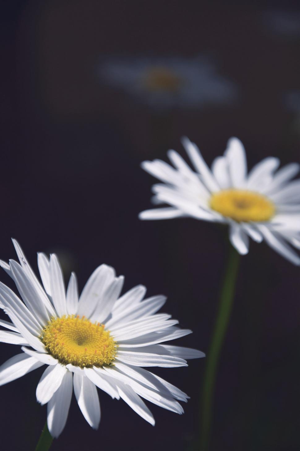 Free Image of White Petal Flowers  