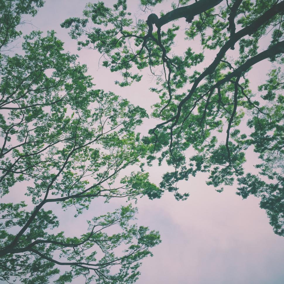 Free Image of Tree Branches in Sky 