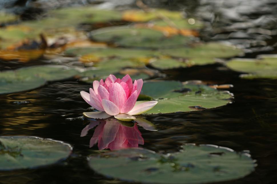 Free Image of Water Lily  