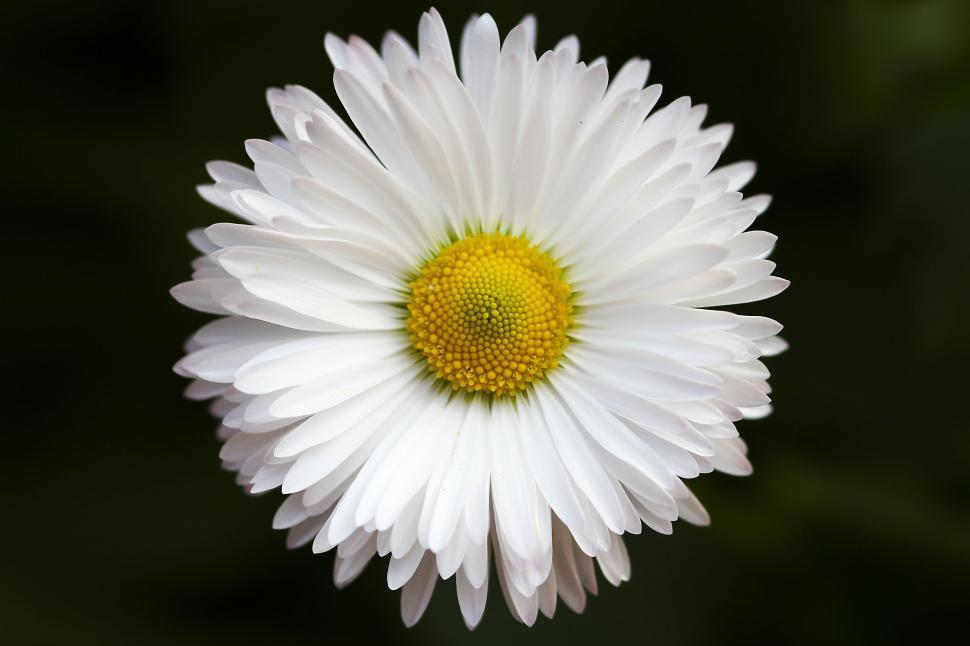 Free Image of White Flower - Detailing  