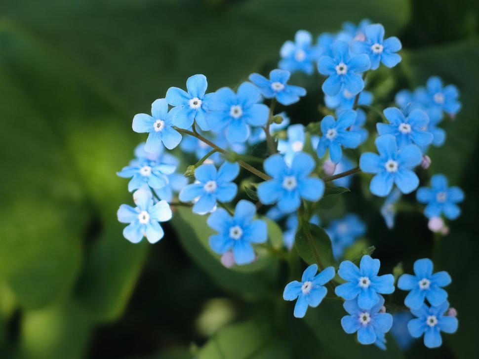 Free Image of Blue flowers in garden  