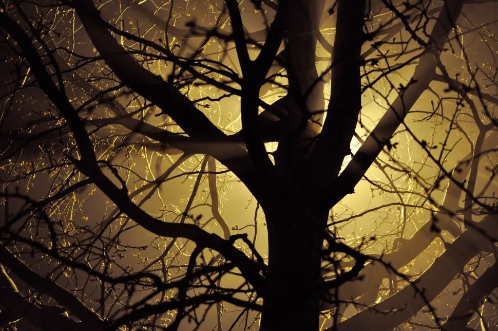 Free Image of Tree and Yellow Light  