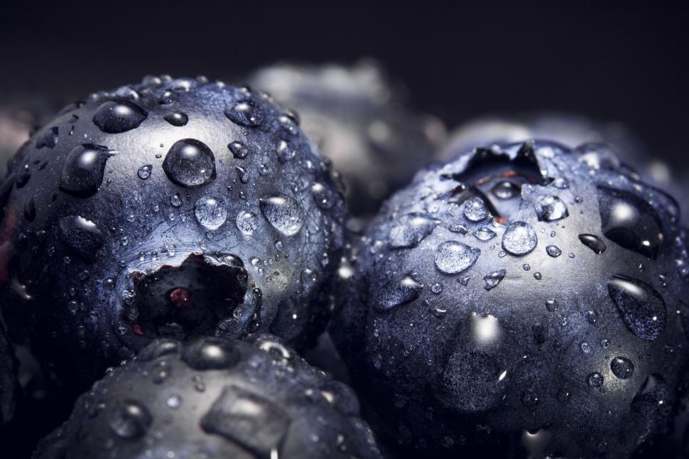 Free Image of Blueberries in Dew  