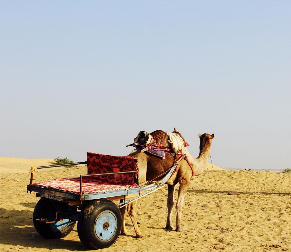 Download Free Stock Photo of Camel cart - Rajasthan, India  