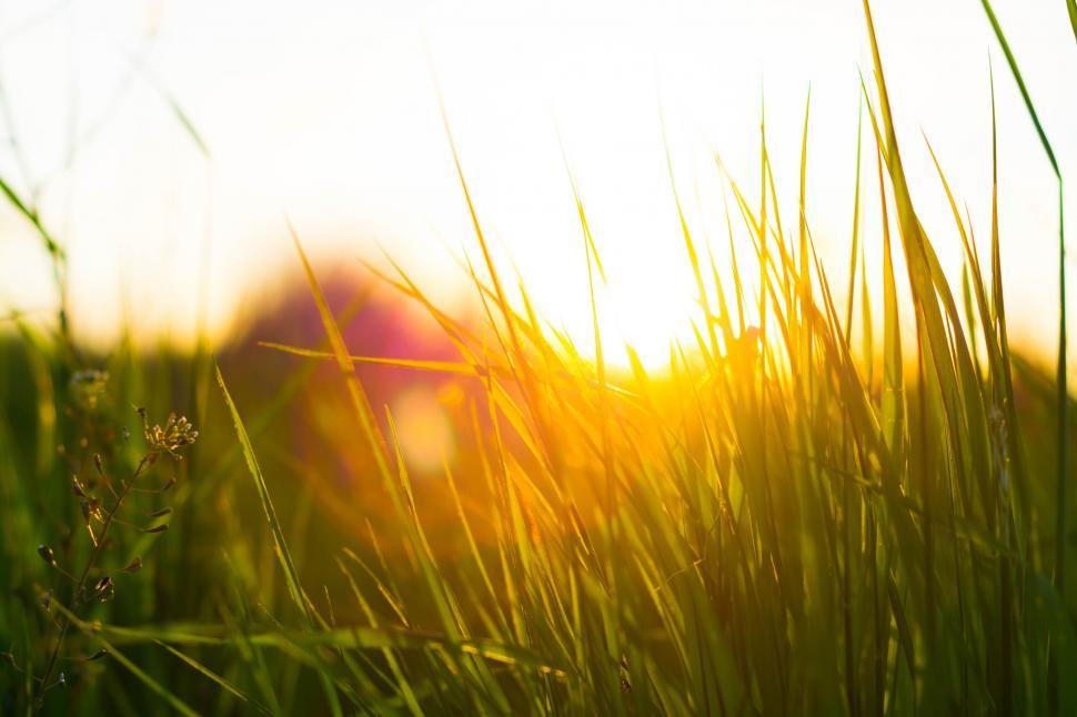 Download Free Stock Photo of Sunlight on Grass  