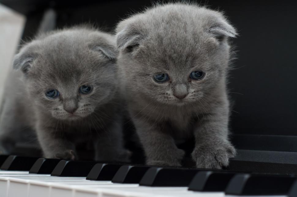 Free Image of Cats on Piano  