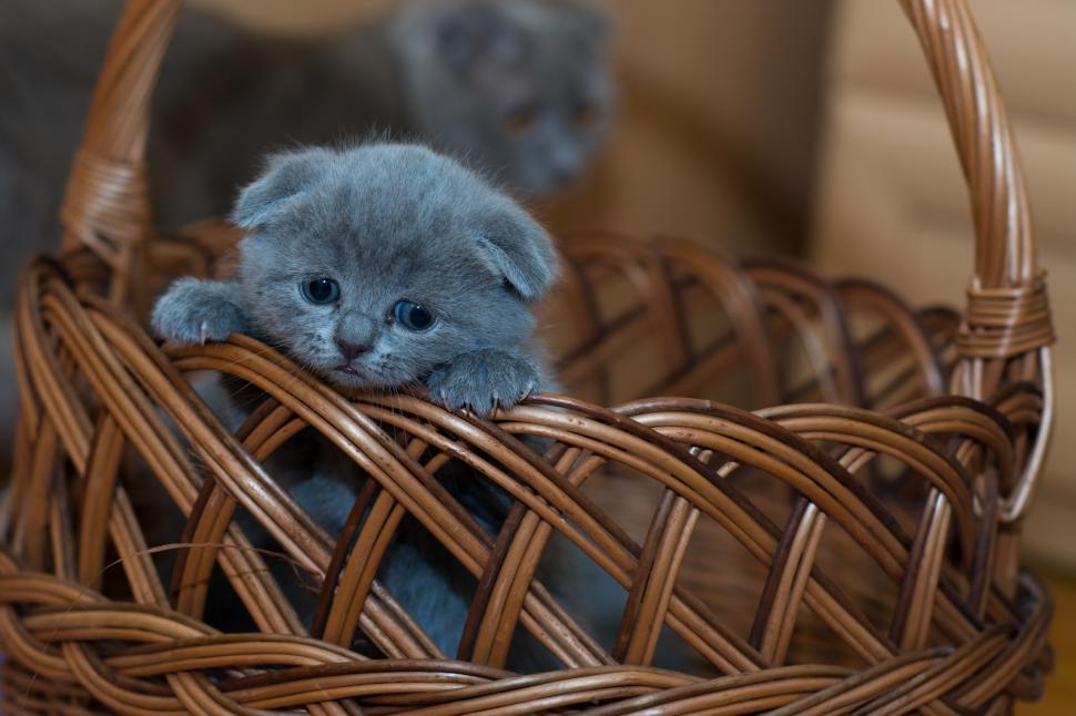 Free Image of Kitty in Basket  