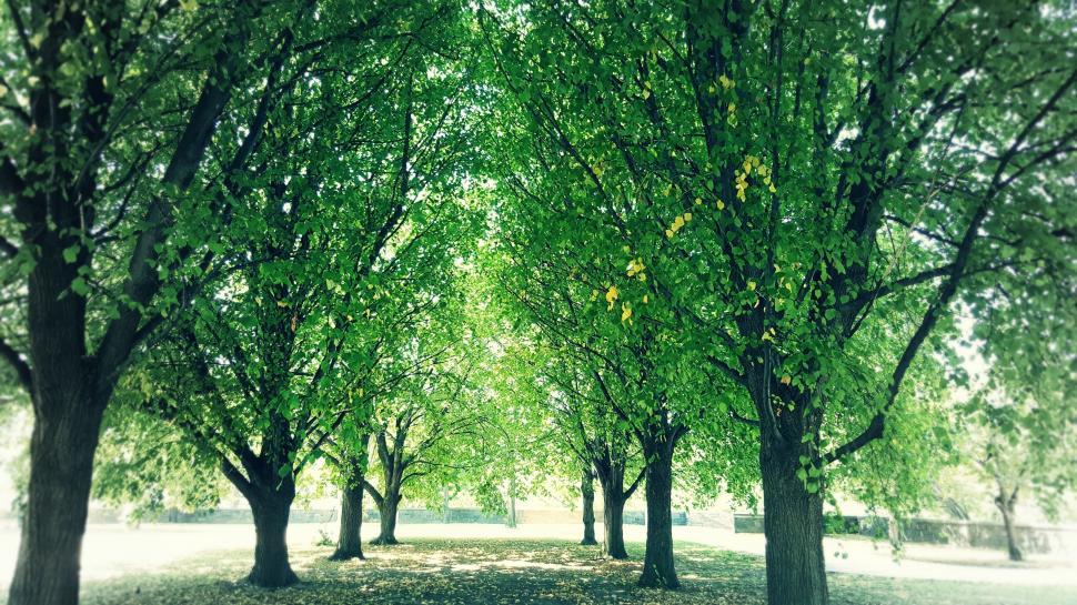 Free Image of Trees in the park 