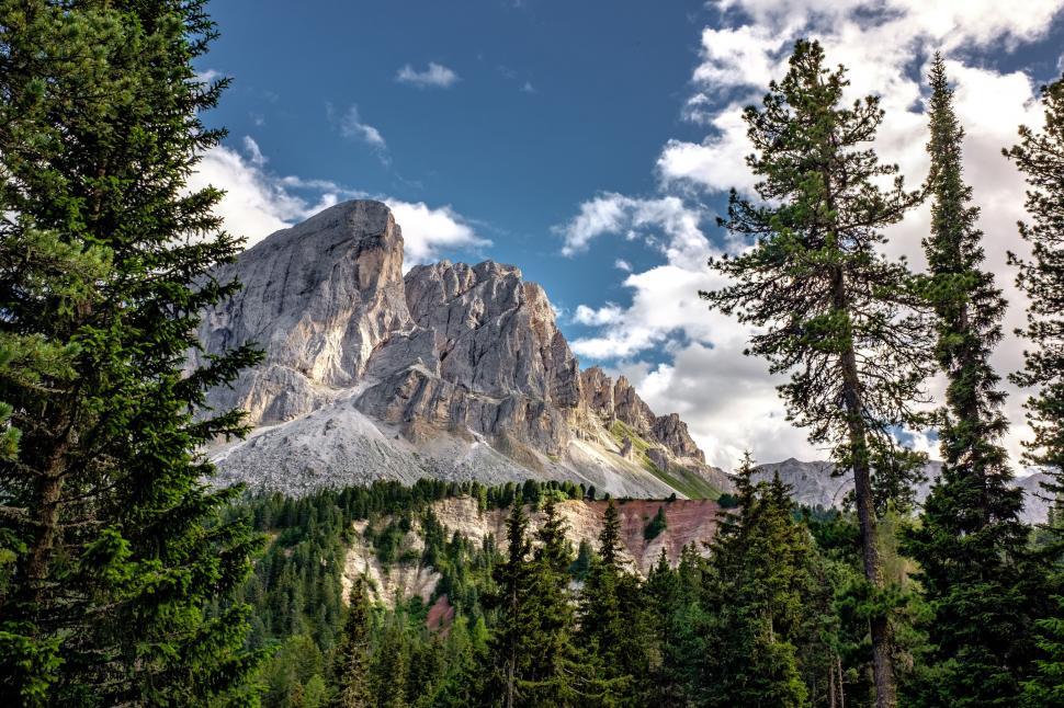 Free Image of Fir Trees and Mountains  
