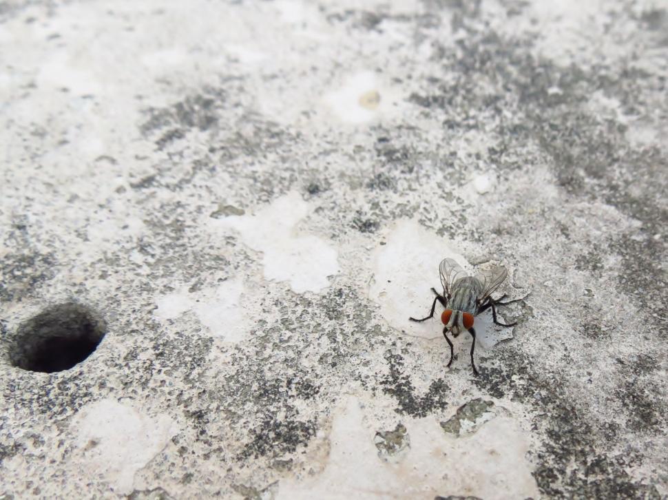 Free Image of Fly (insect) on Concrete Ground  