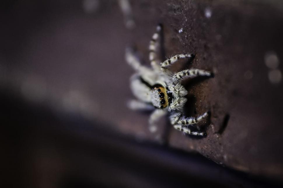Free Image of Blur View of Spider  