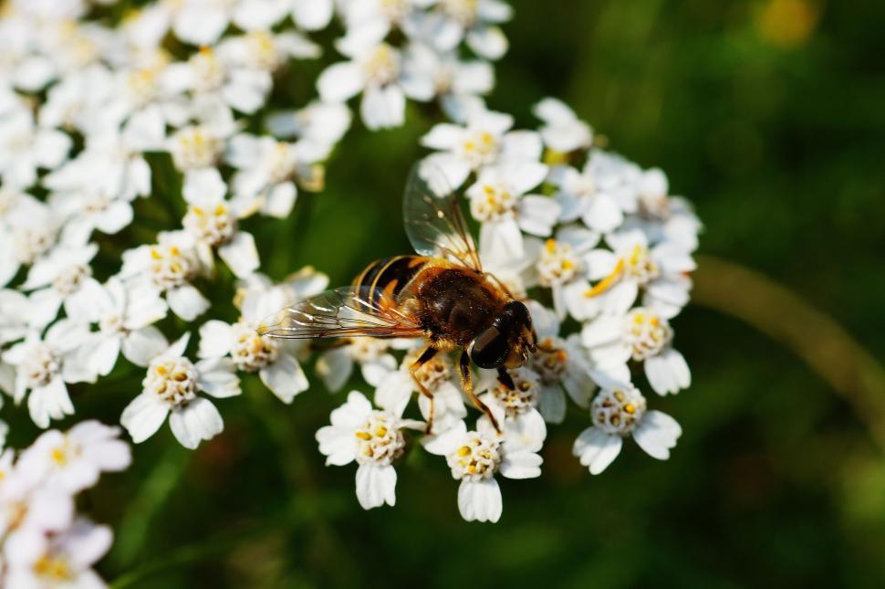 Free Image of Honey Bee on Flower  