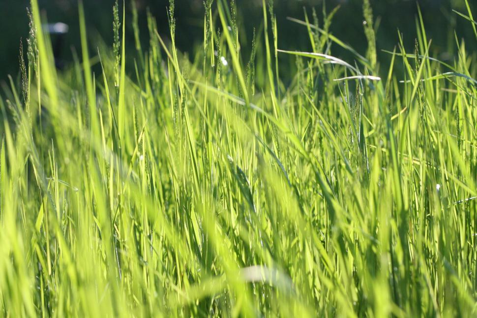 Free Image of Green Grass Meadow  