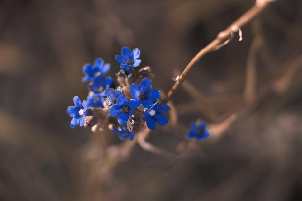 Free Image of Dark Blue Flowers  