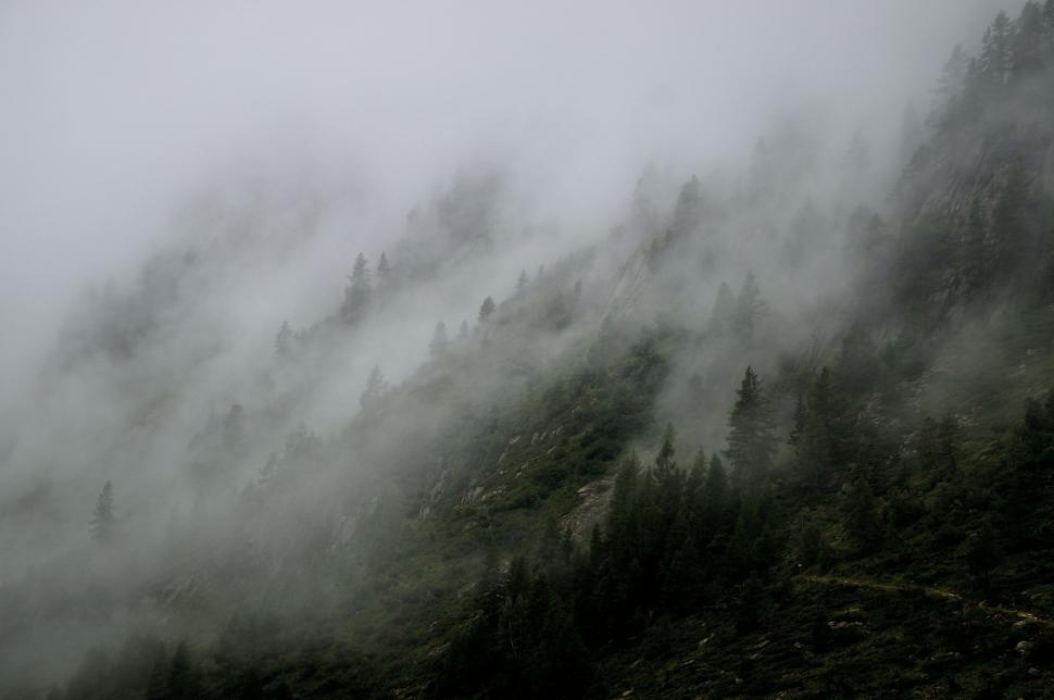 Free Image of Fog and Trees  