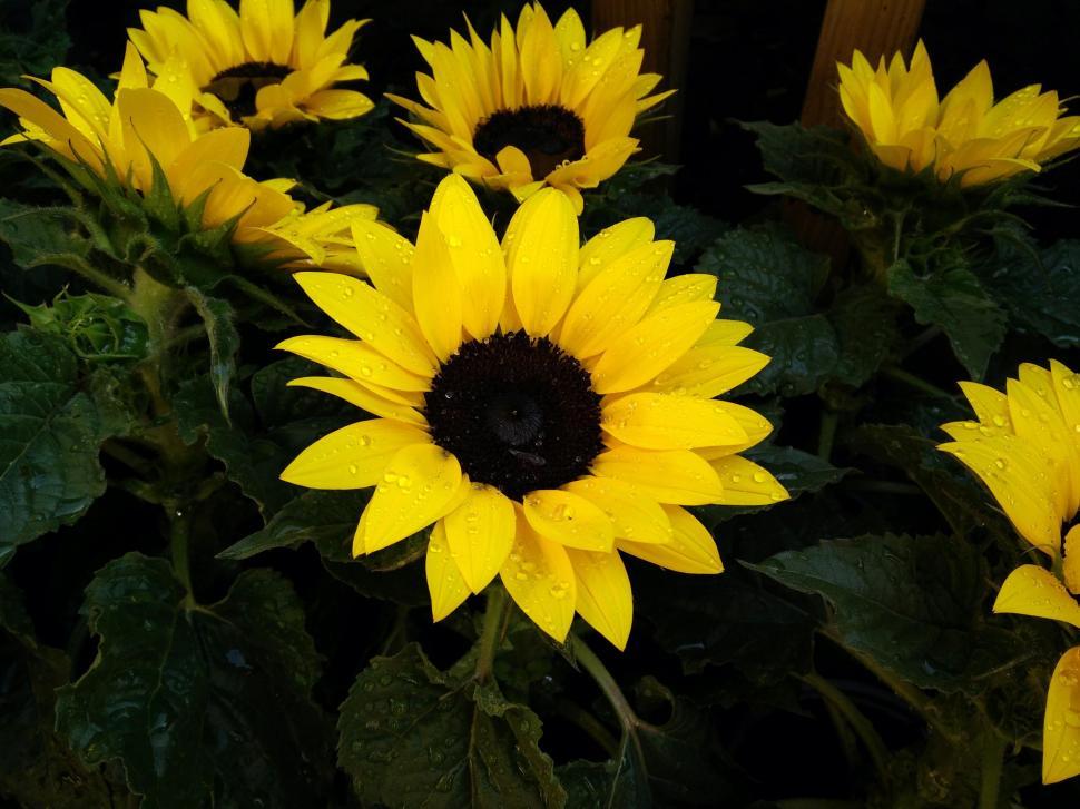 Free Image of Sunflowers with water drops 