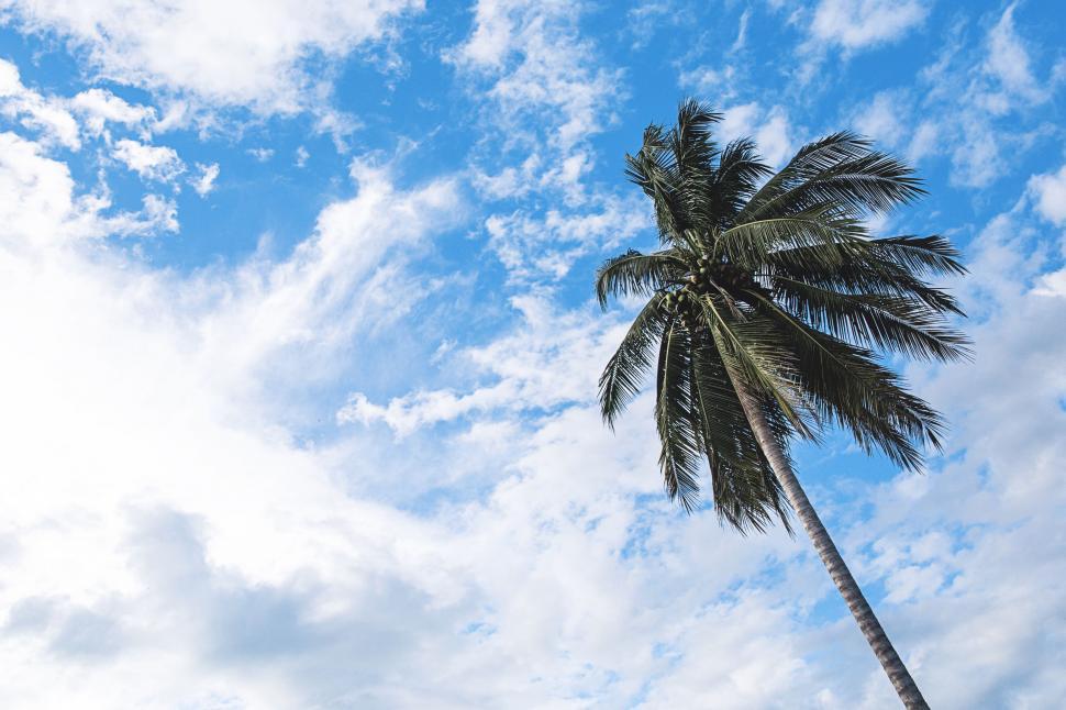 Free Image of Palm Tree in the sky  