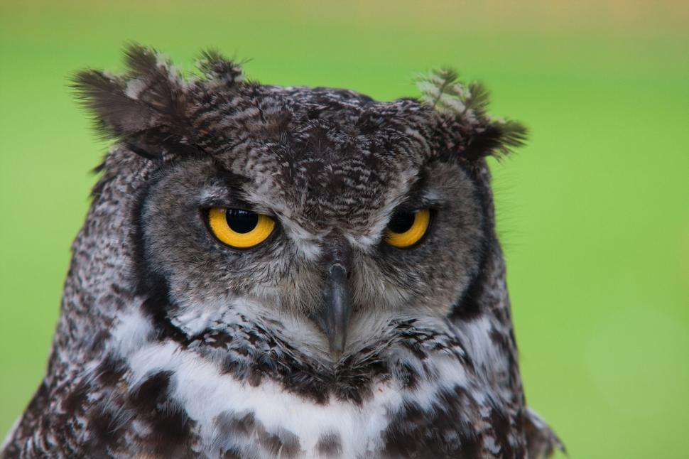 Free Image of Great horned owl 