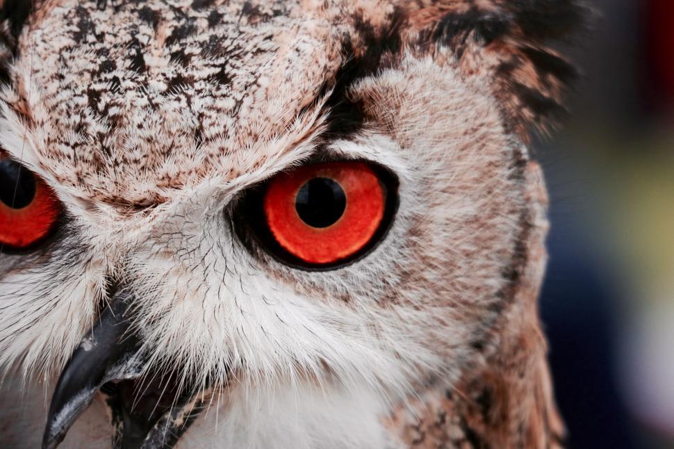 Free Image of Owl Eyes - Detailing  