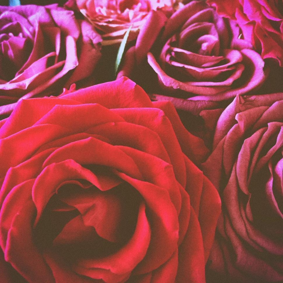 Free Image of Red Roses - Detailing  