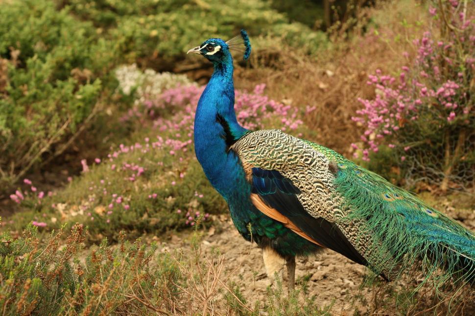 Free Image of Single Peacock 