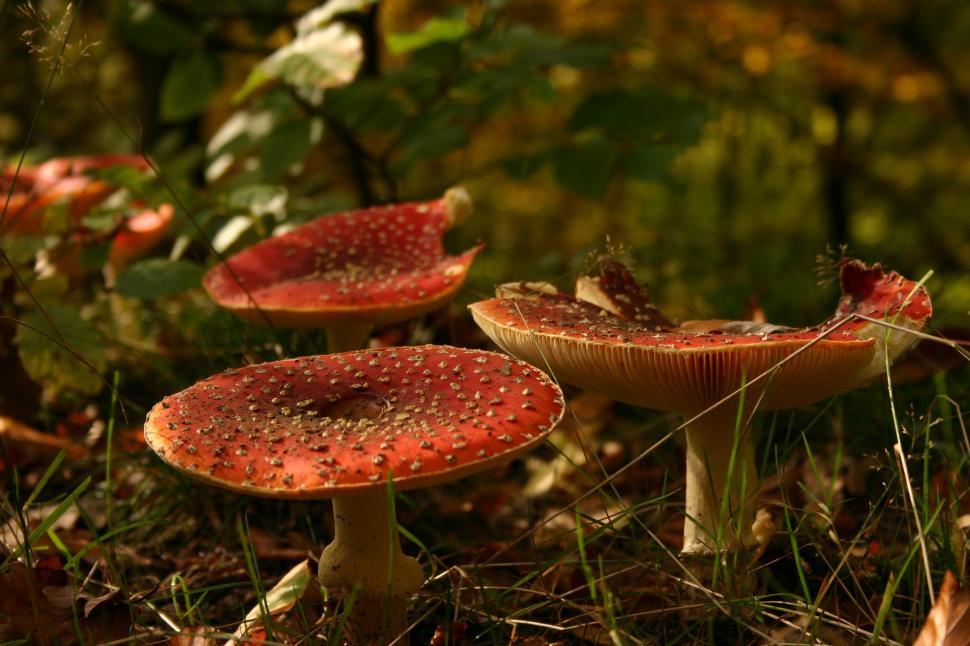 Free Image of Fly agaric mushrooms  