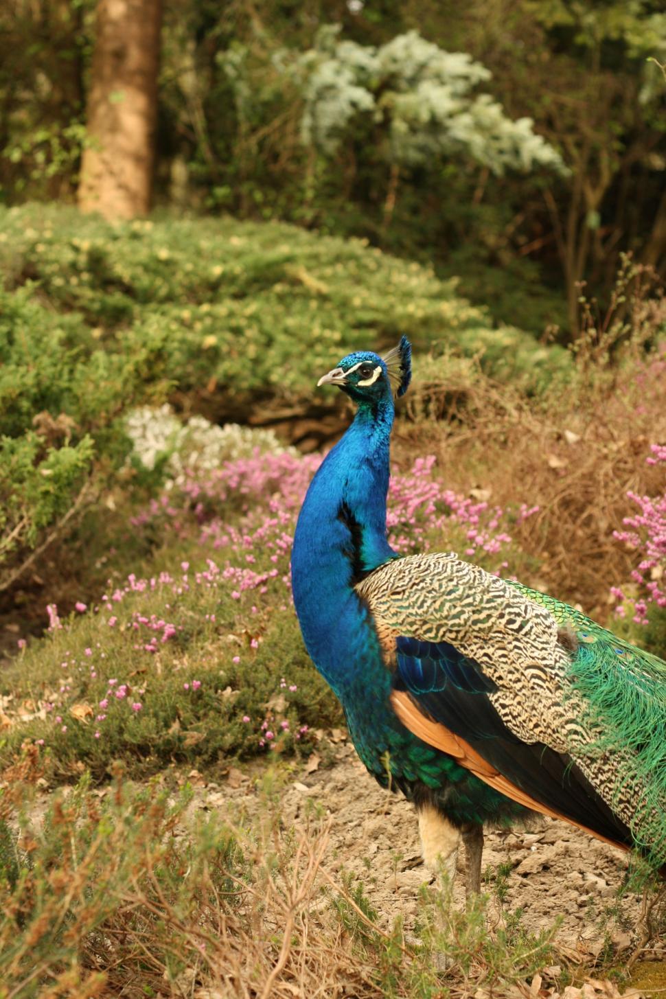 Free Image of Peacock in the garden  
