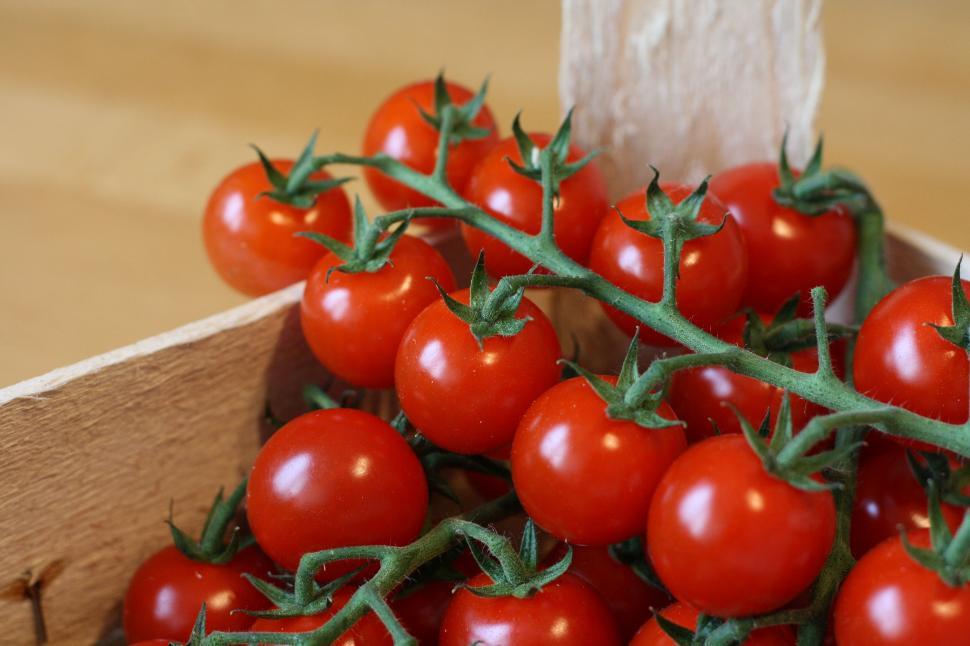 Free Image of Fresh Tomatoes  